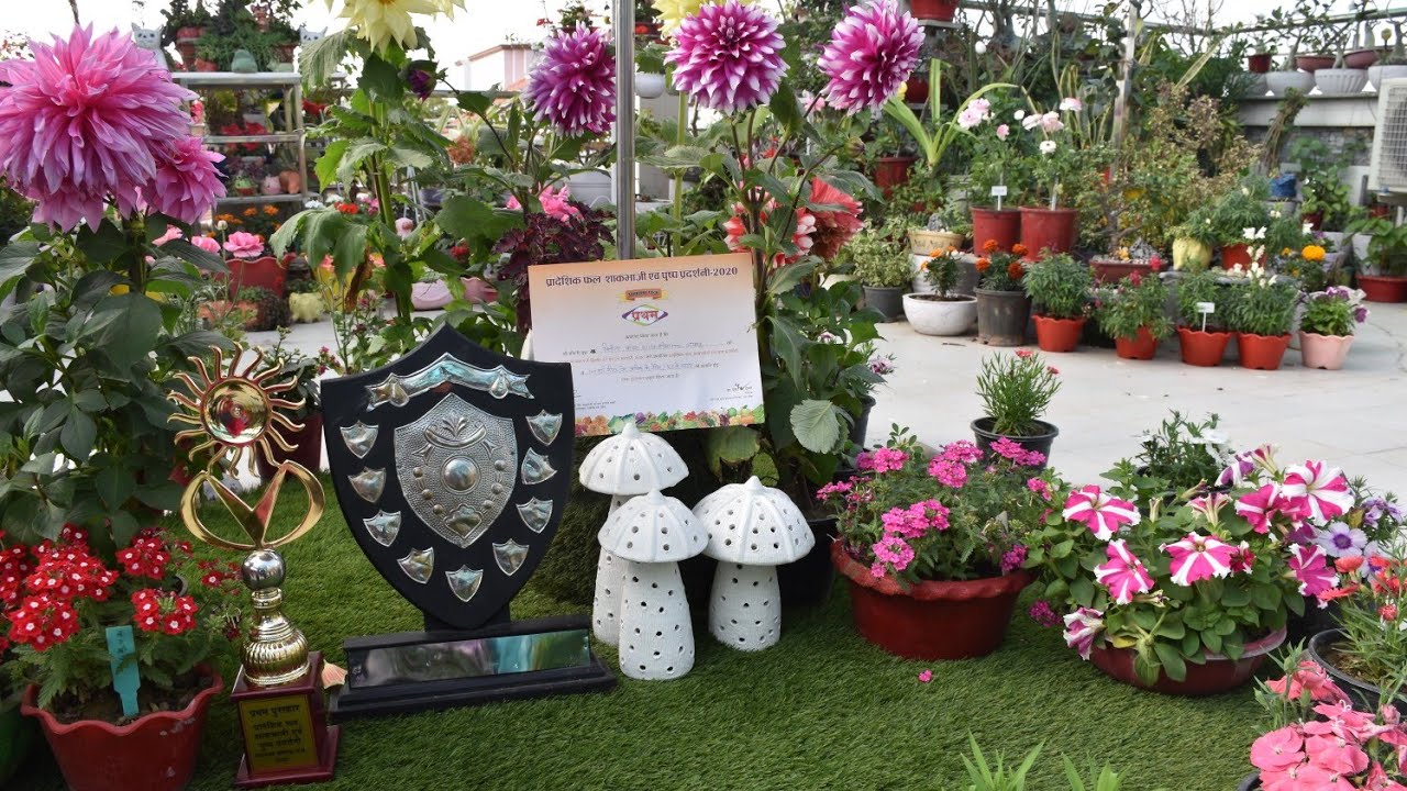 My First Prize Award Winning Winter Terrace Garden 2020