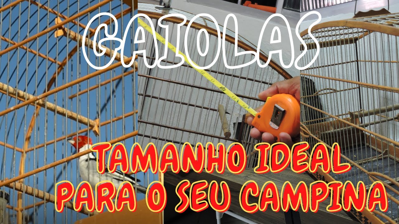 GAIOLAS/ QUAL O TAMANHO PARA GALO DE CAMPINA/ CAMPINA MANSO/ CAMPINA ARISCO