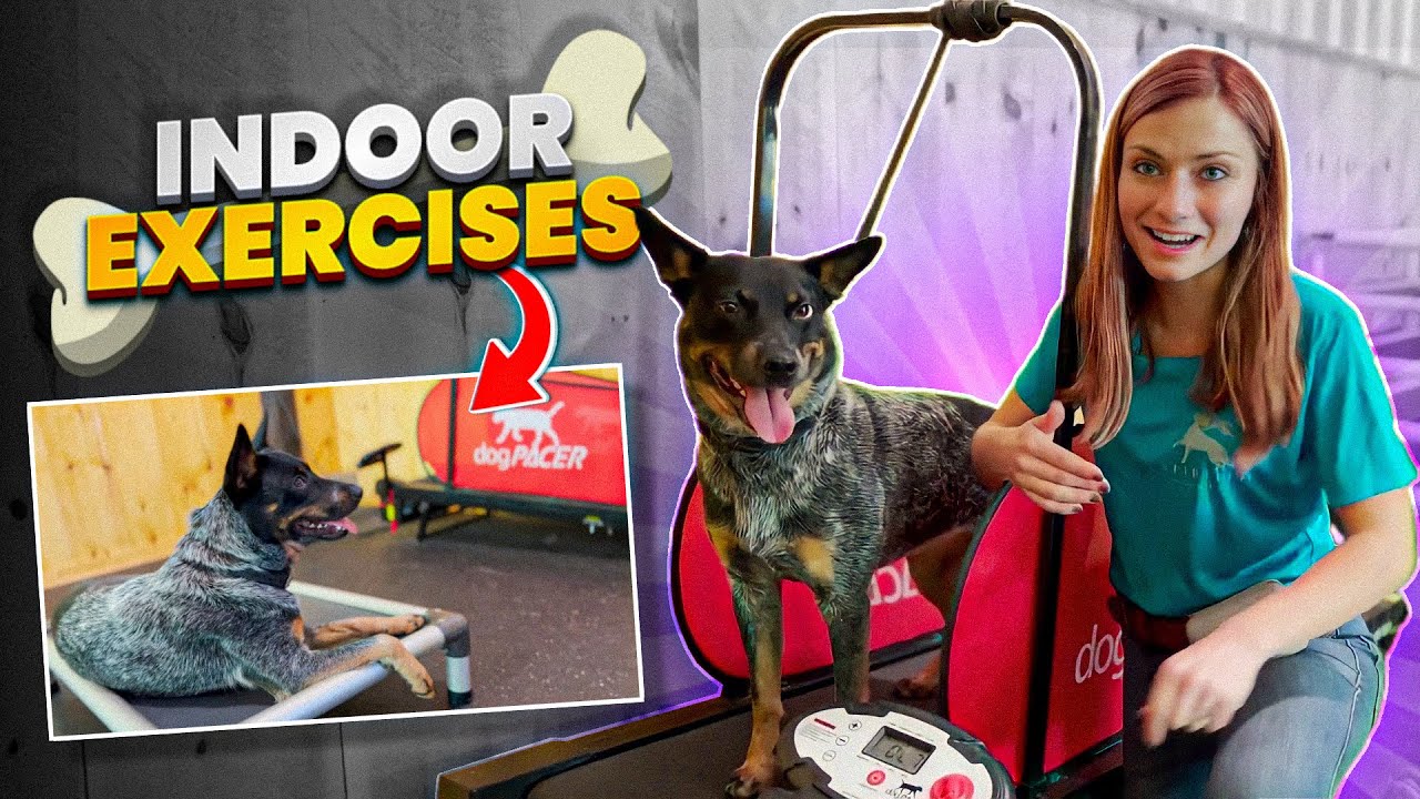 From Couch Potato to Athlete: A Step-by-Step Guide to Treadmill Training for Dogs