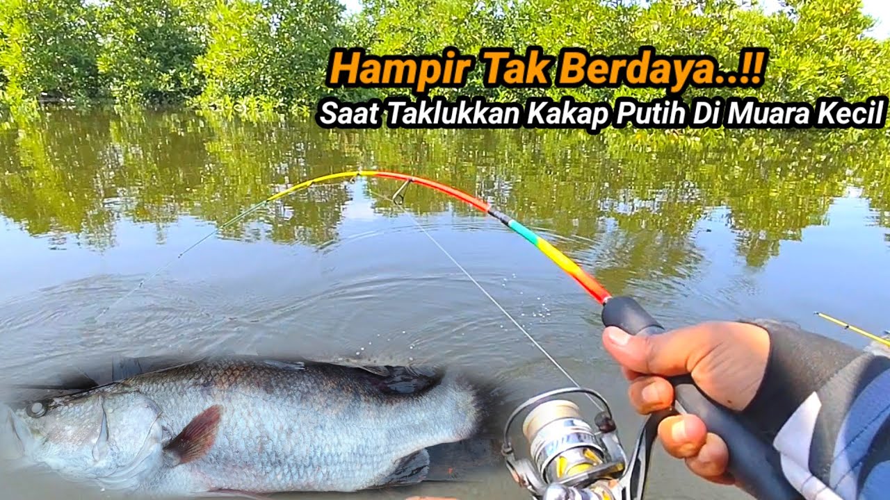 Hampir Tak Berdaya..!! Saat Pertama Kali Taklukkan Kakap Putih BabonDi Muara Kecil