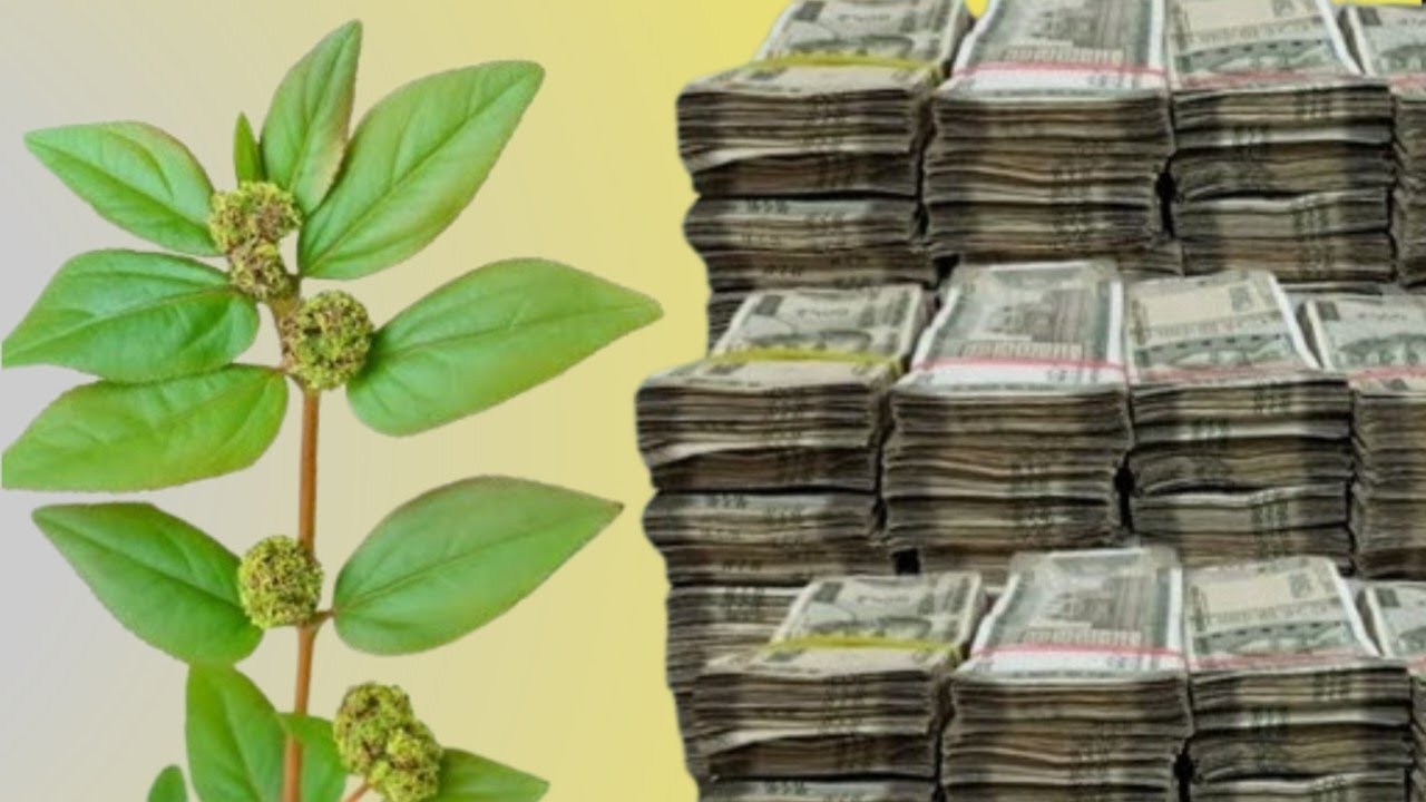 घर में रखो ये चमत्कारी पौधा 🌿 | सिर्फ 24 घंटे में बदल सकती है किस्मत | धन प्राप्ति उपाय |