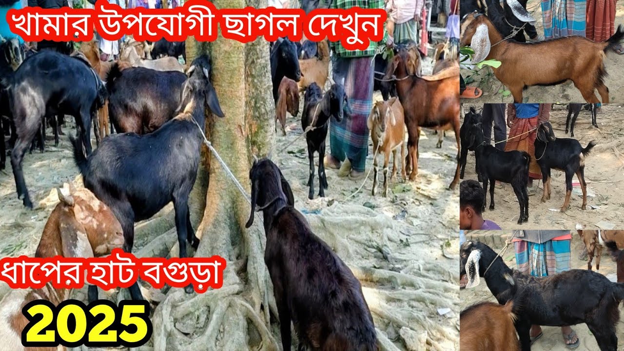 খামারে পালনের জন্য অল্প বাজেটের মাঝে সেরা মানের খাসি বরকি কিনুন আজই||ধাপের হাট বগুড়া||ছাগলের দাম দর|