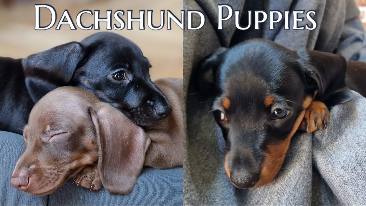 6 week old Dachshund puppies having fun!