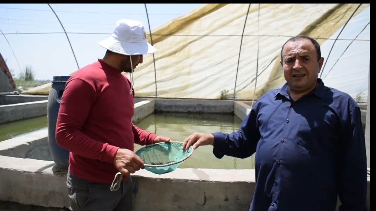 مفرخ سمكي داخل الصوبة.. خطوات إنتاج زريعة الأسماك لتحقيق أعلى الأرباح