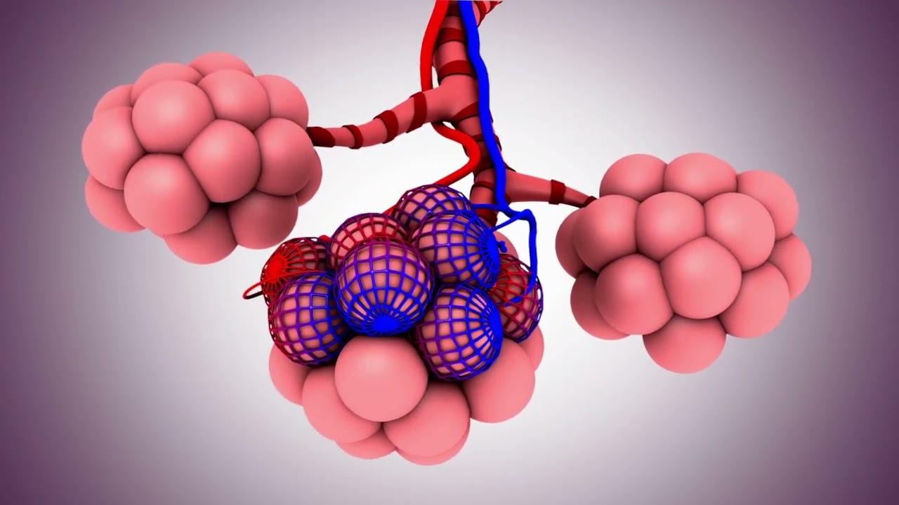 ¿Cómo afecta la COVID-19 a los pulmones? esto dice un neumólogo