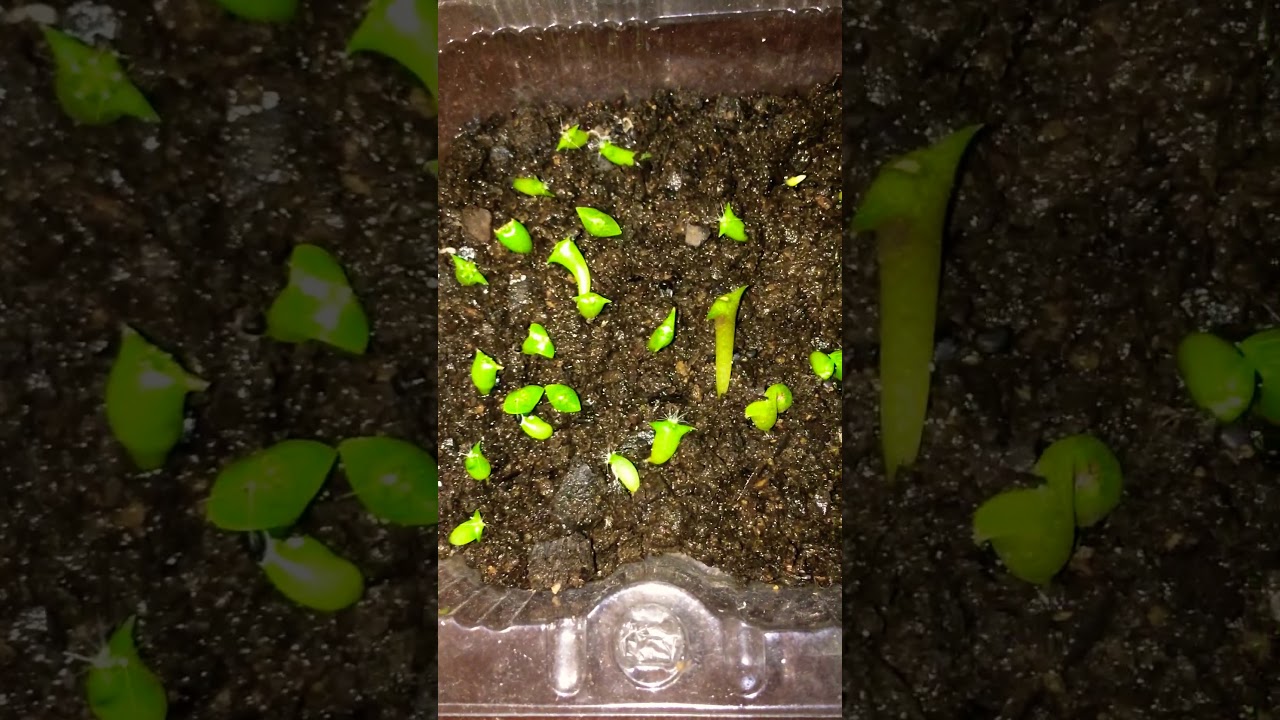 Germina&ccedil;&atilde;o de sementes de cactos part.3
