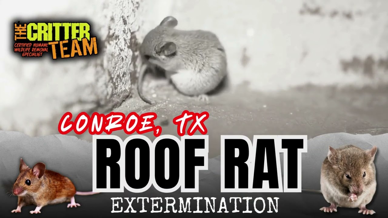 Conroe, TX Roof Rat Removal (281) 667 0171 - The Critter Team