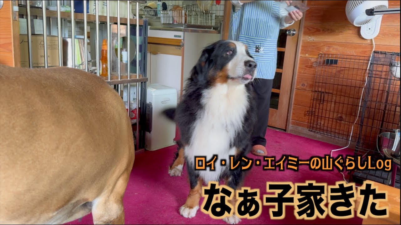 エイミーを心配してきてくれた【山ぐらしログ】