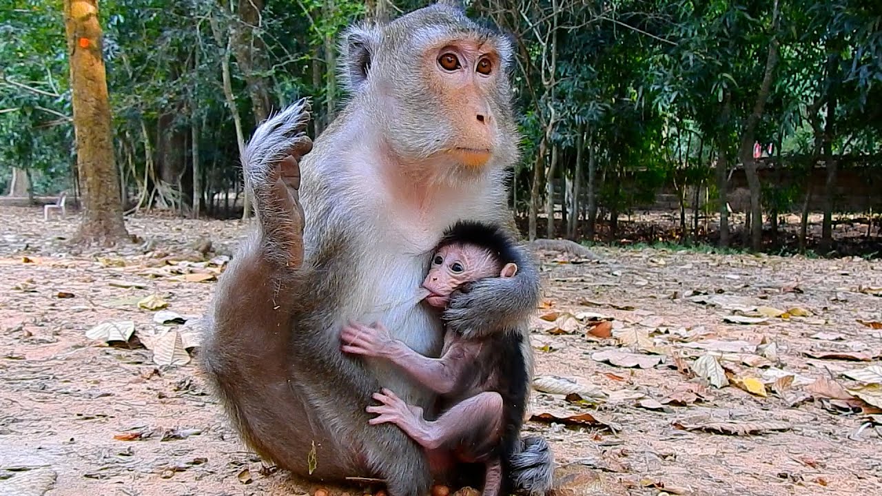 Oh No Anna! No Sl@p Little Cute Tiny Baby AMINA While Drinking Milk | @IShowMonkeyTV