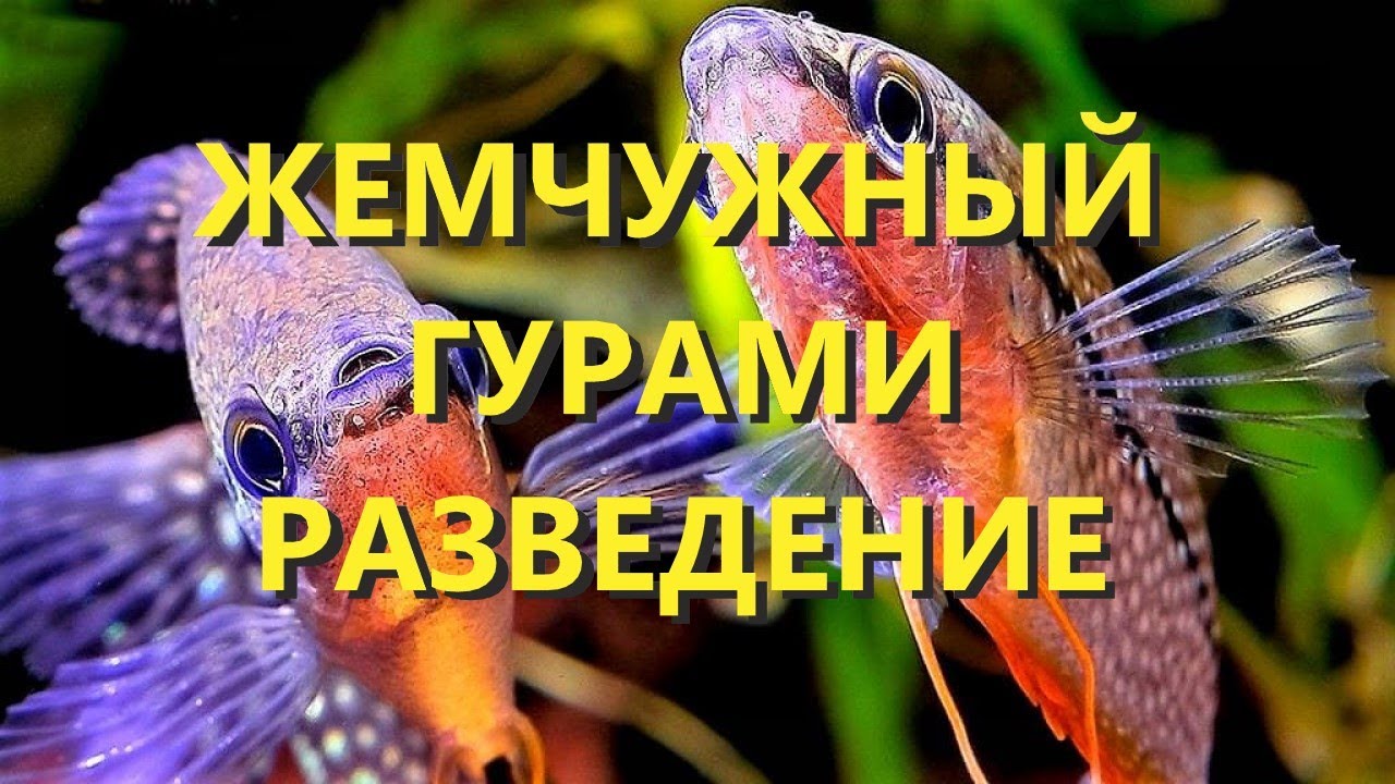Разведение жемчужных гурами