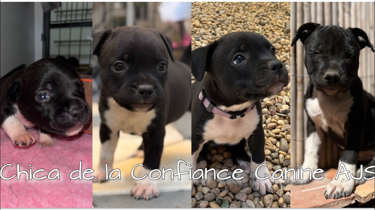 Chica - Femelle 3 Staffie Noir & Blanc- Évolution.