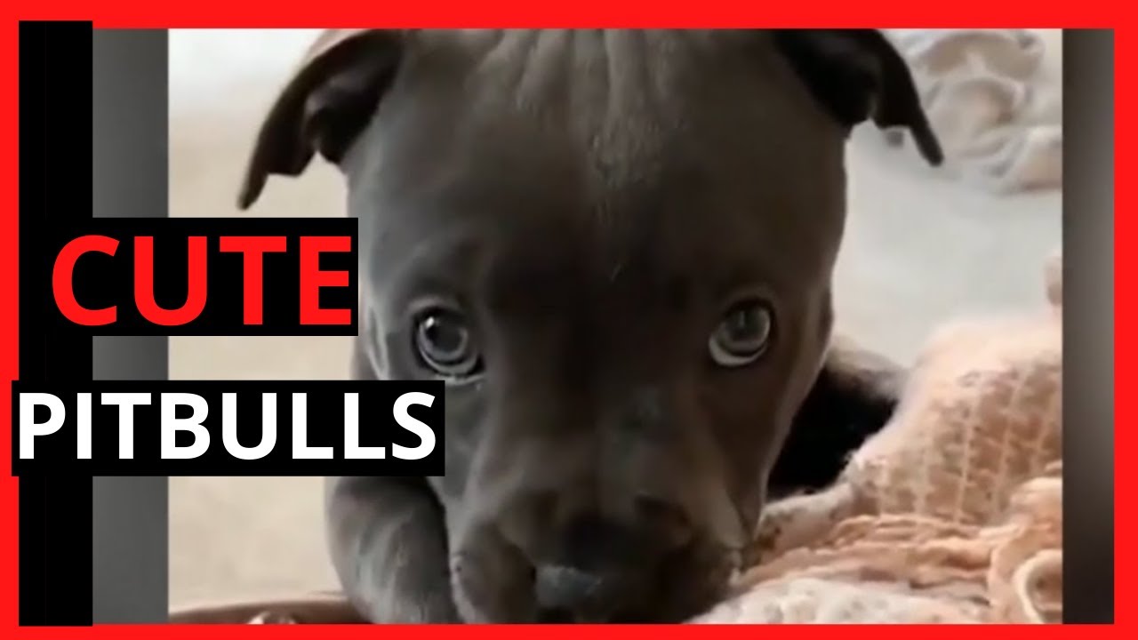 Pitbulls Being Wholesome | Cute And Funny Pitbulls (Dogs Doing Funny Things)