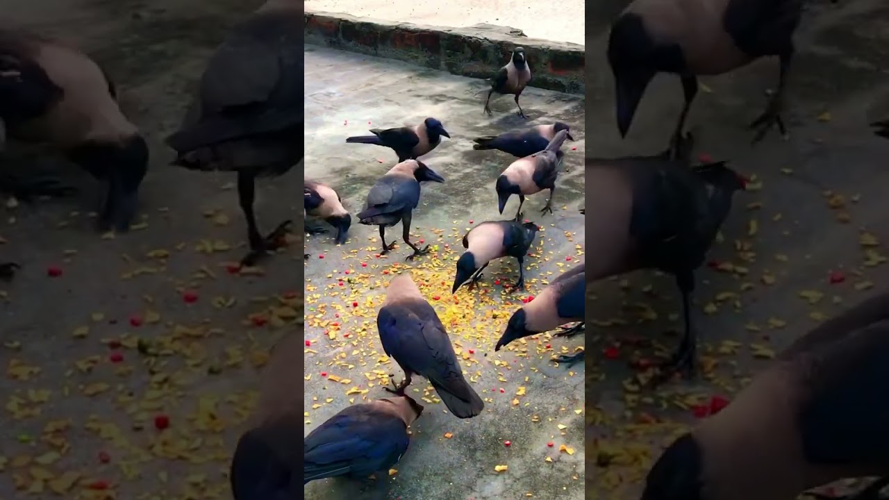 Crow voice #crow_tube #crows #animalsounds #birdsounds #crowsounds #birds