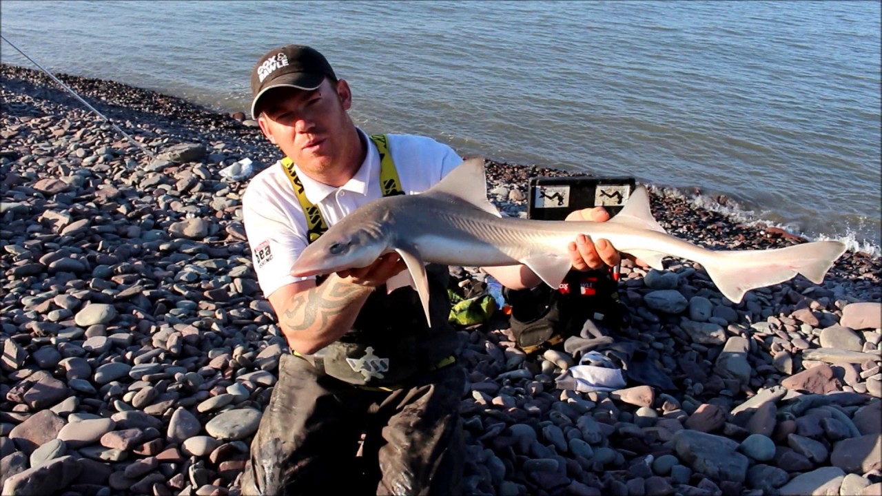 Fishing For Smooth Hound and Thornback Ray In The Bristol Channel