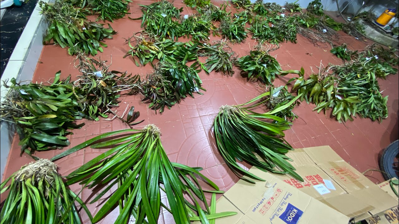 LAN RỪNG KON TUM 28/1/2026 LH 0973821799