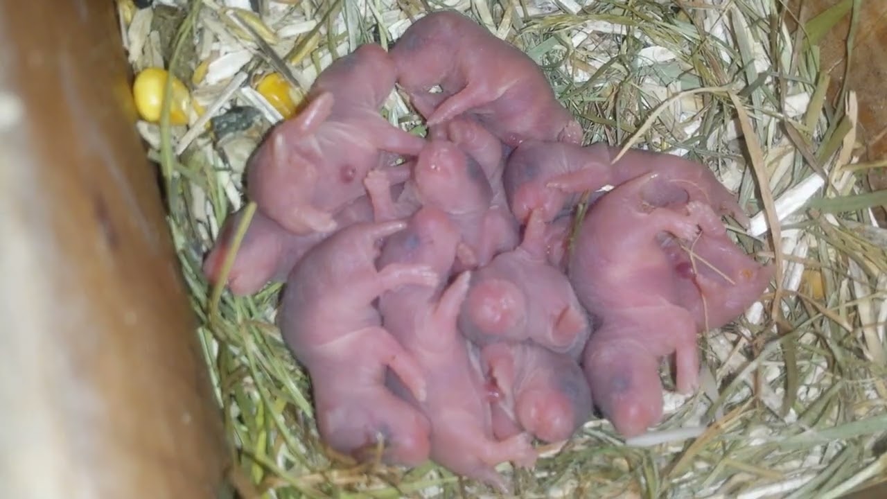 Teddyhamster Wurf211 Neugeborene Babies im Nest