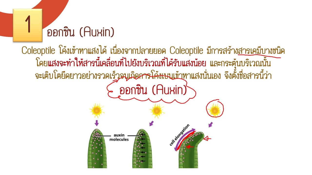การควบคุมการเจริญเติบโตและการตอบสนองของพืช - อาจารย์พลอย (ม.5)