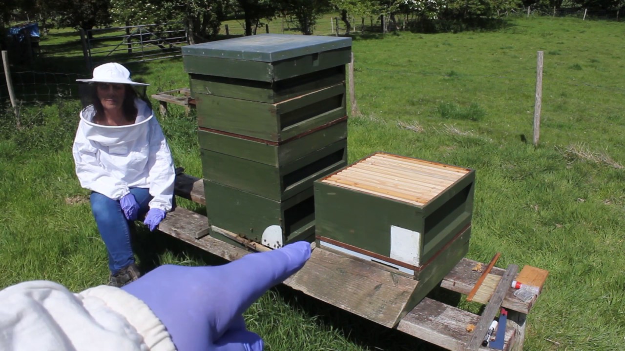 Beekeeping UK Swarm Prevention, Queen cells!! read description