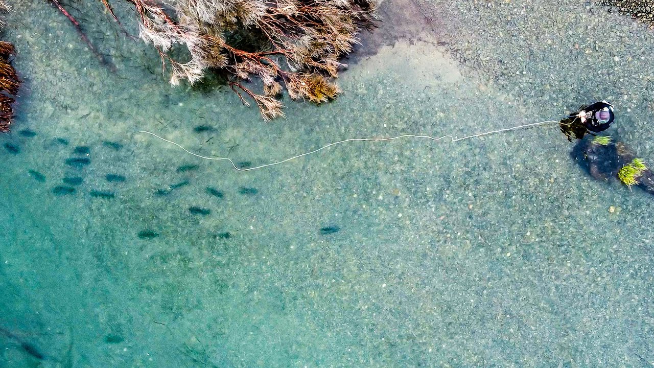 Incredible fly fishing for big rainbow trout in Taupo!!