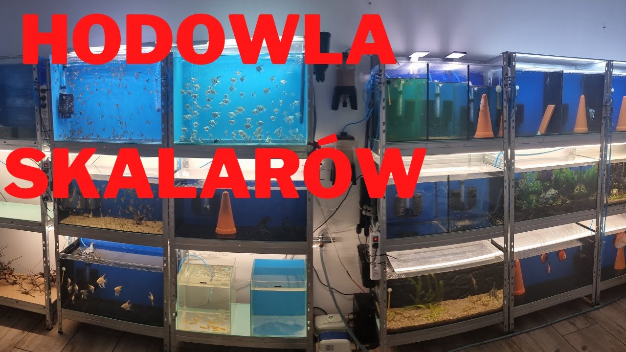 ...Hodowla Skalarów...