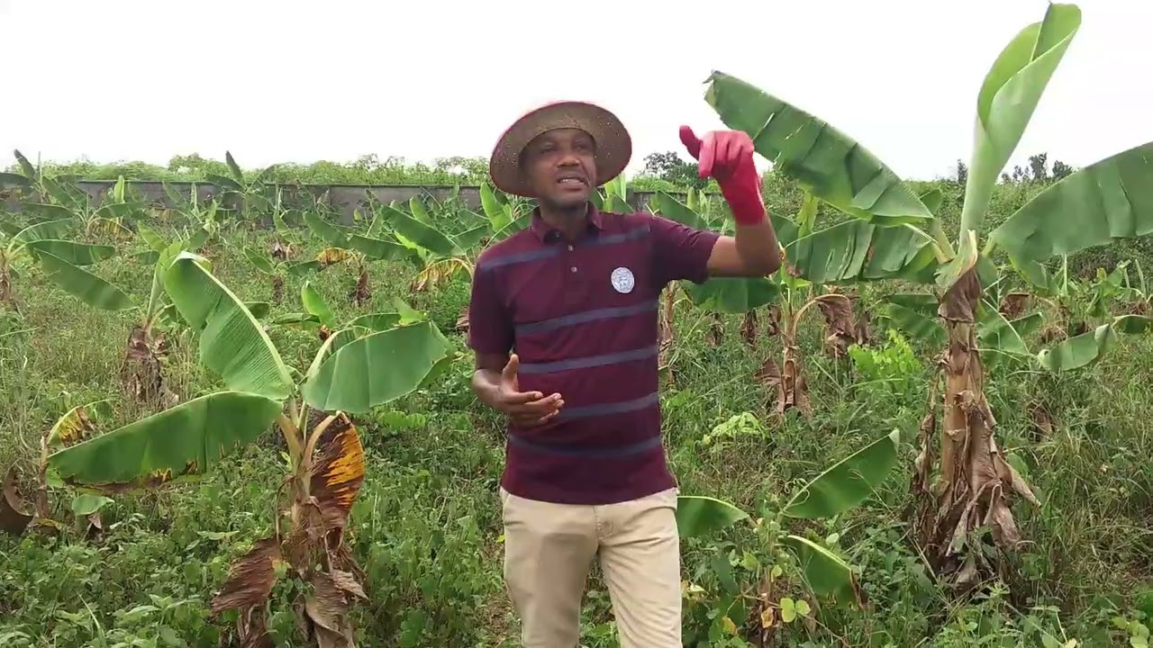 WHY YOU SHOULD INVEST IN PLANTAIN FARMING IN 2026.