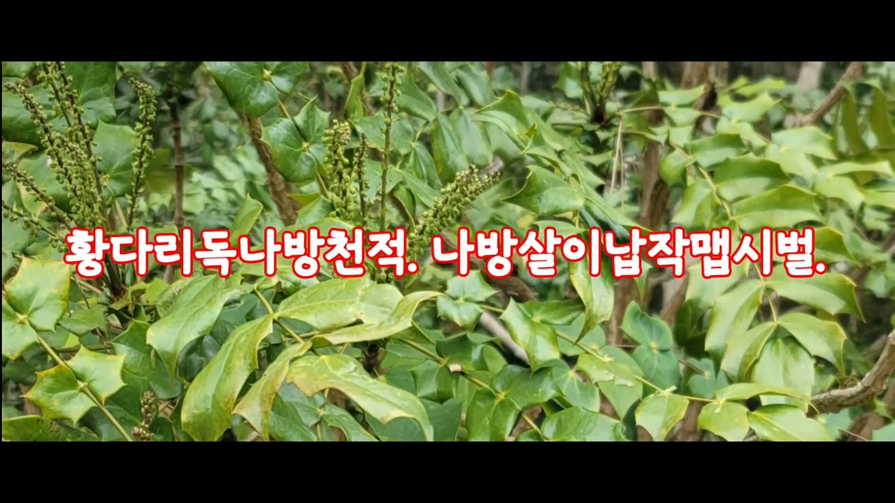 나무의사 곤충의기생성천적 포식성천적.