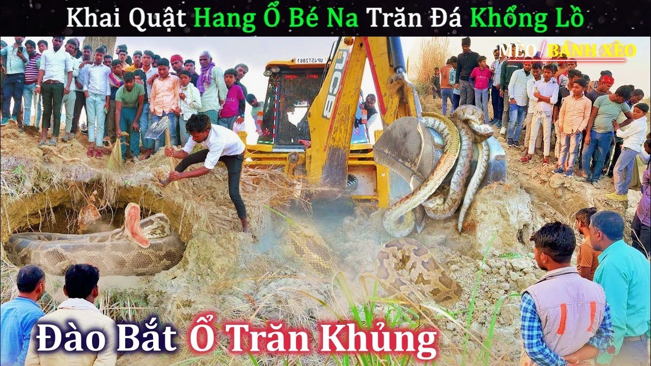 SOS Giải Cứu Khai Quật Hang Ổ B&eacute; Na Trăn Đ&aacute; Si&ecirc;u To Khổng Lồ | Review Con Người V&agrave; Cuộc Sống