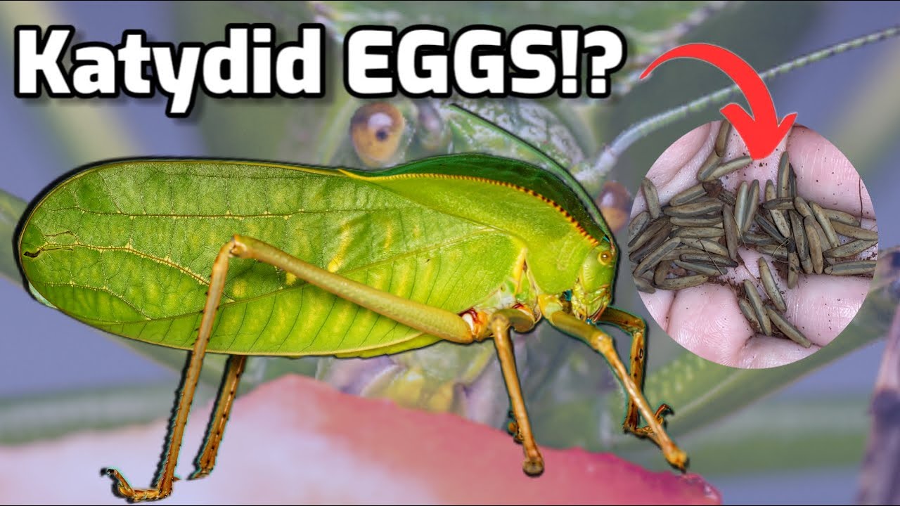 Giant Hooded Katydid (One of the biggest species in the world!)