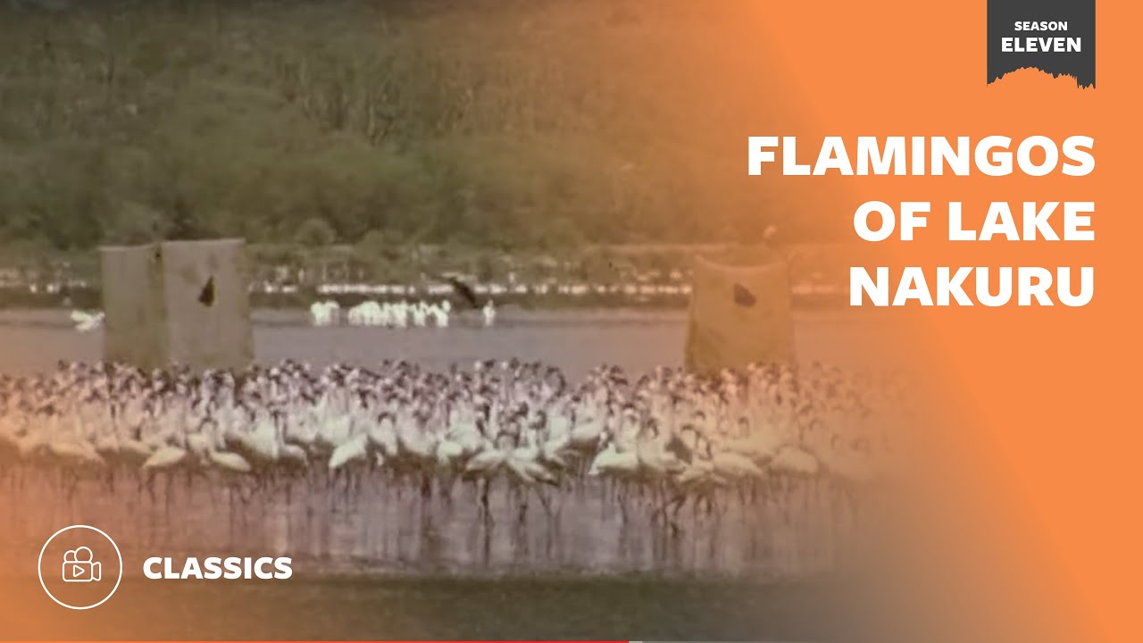 Flamingos of Lake Nakuru  | Mutual of Omaha's Wild Kingdom