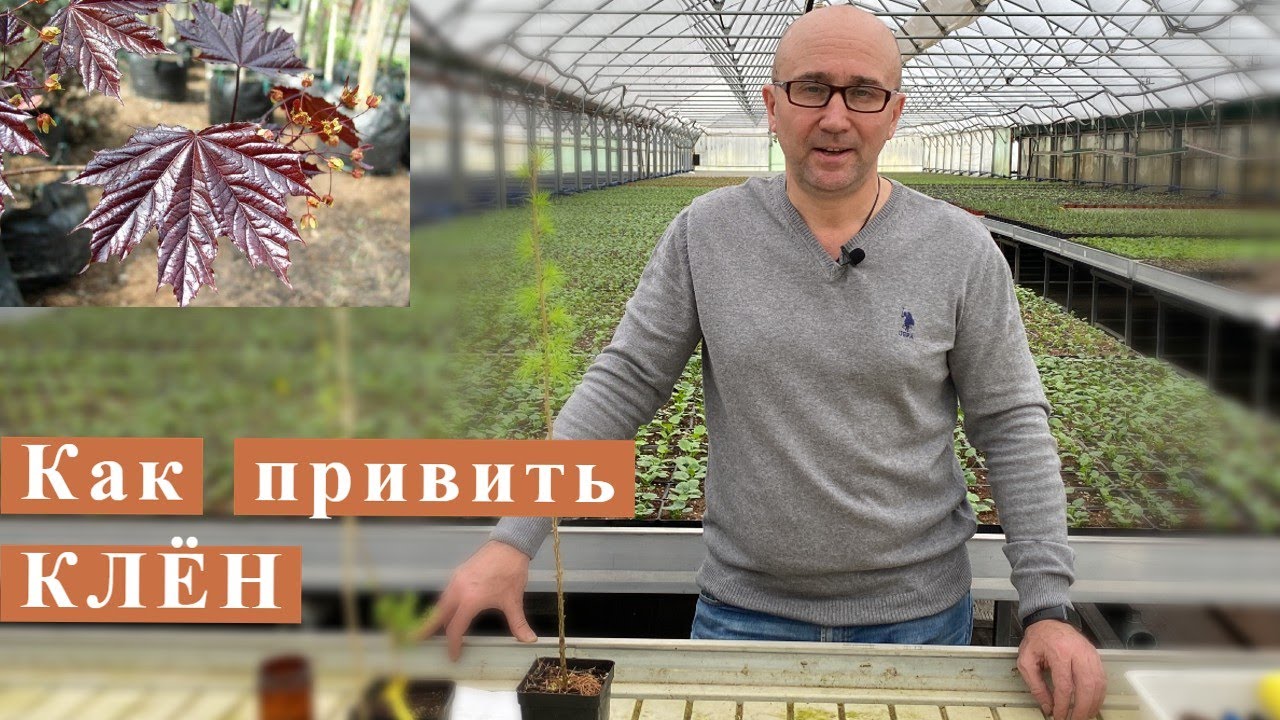 Как привить клен?