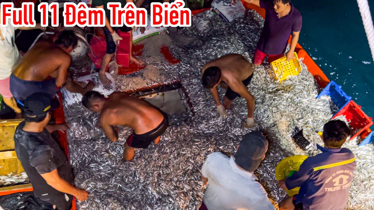 Full 11 Đêm Trải Nghiệm Nghề Pha Súc Phú Quốc | Đánh Bắt Cá Cơm, Cá Trích Siêu Hấp Dẫn