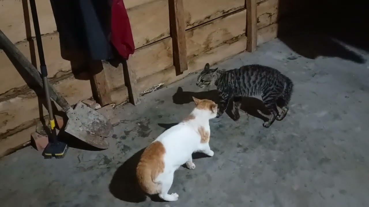 kucing berantem