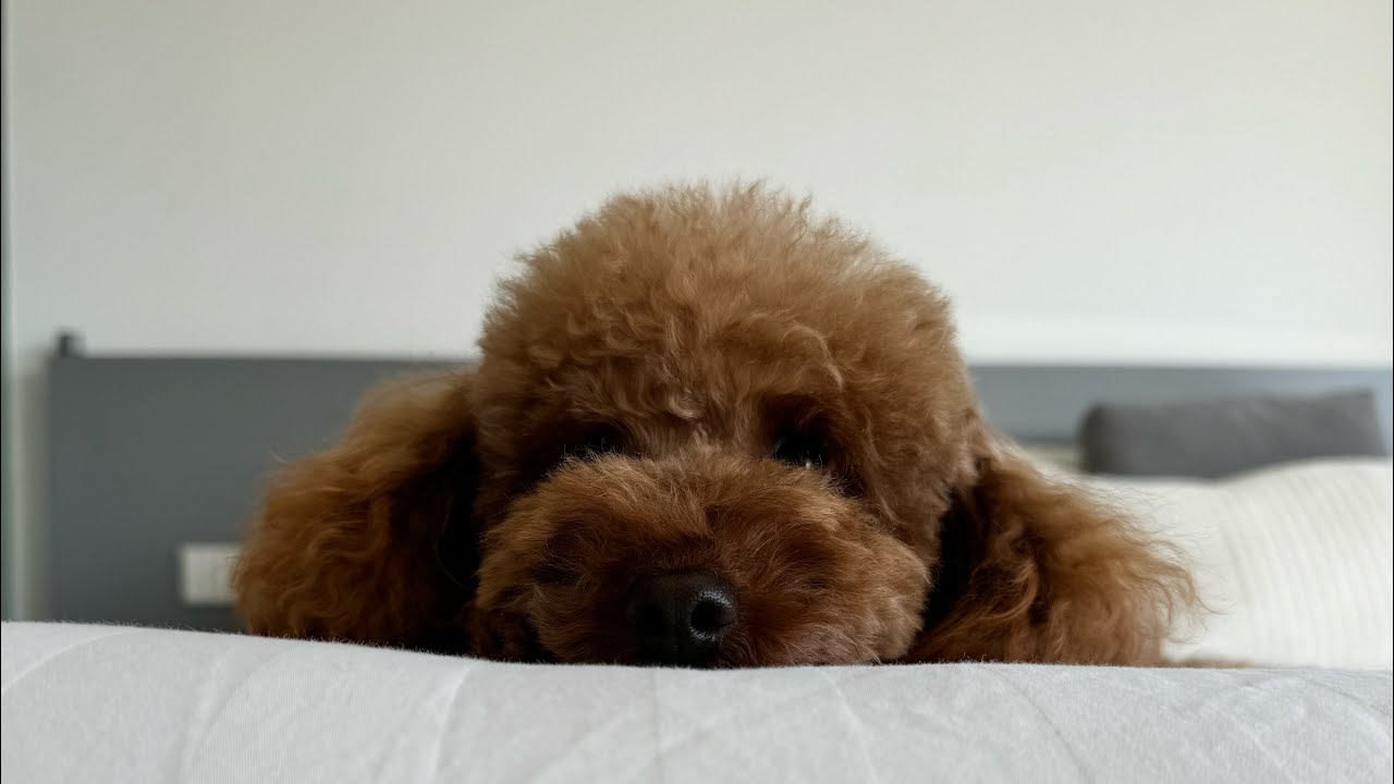 C&oacute;mo es un d&iacute;a con mi caniche toy