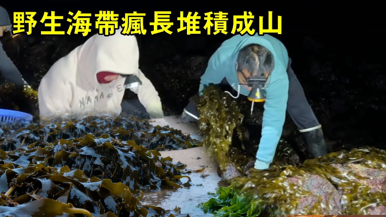 小漁荒島趕海大豐收，野海帶瘋長堆積成山，撿到手軟大賣【漁小仙】