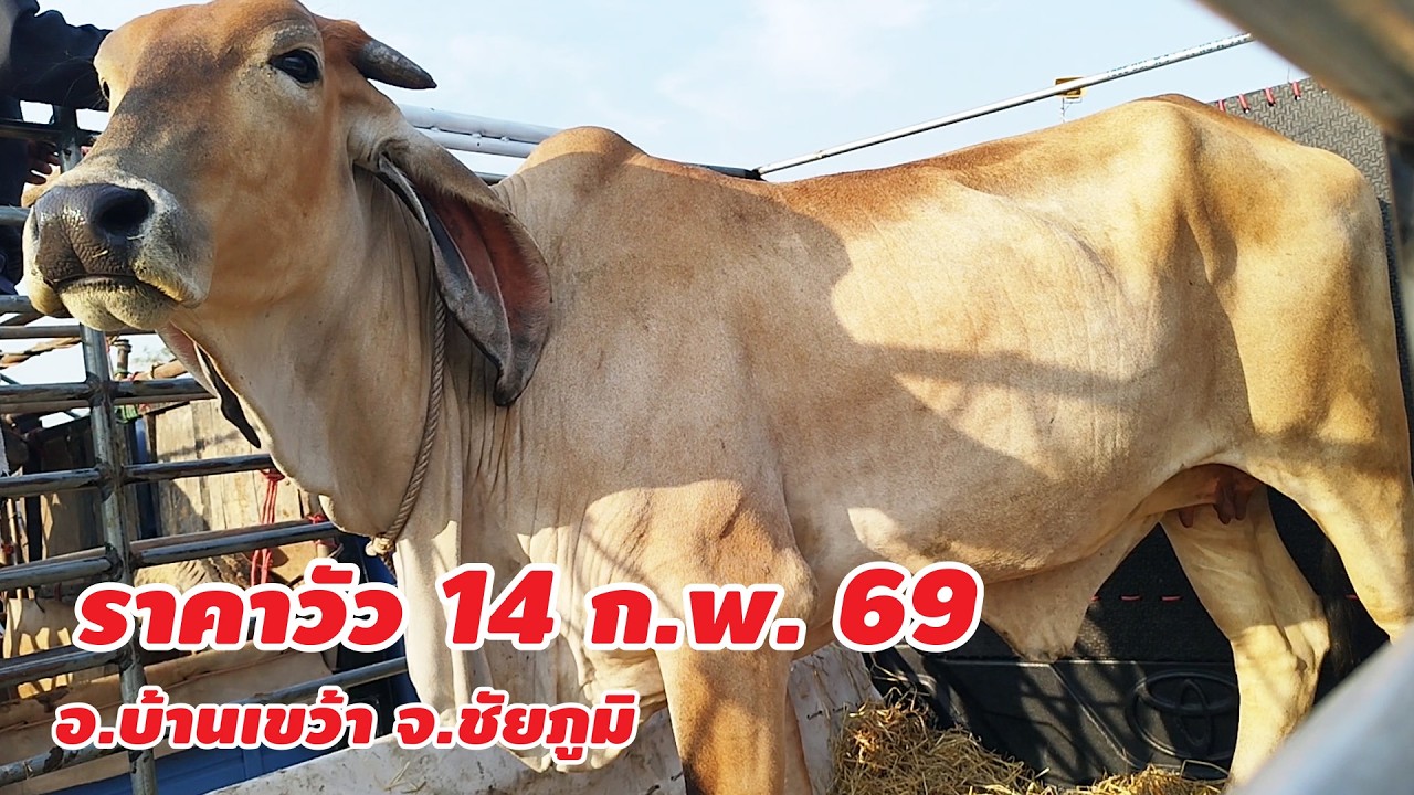 ราคาวัว 14 กุมภาพันธ์ 2569 อ.บ้านเขว้า จ.ชัยภูมิ เปิดวันพุธและวันเสาร์