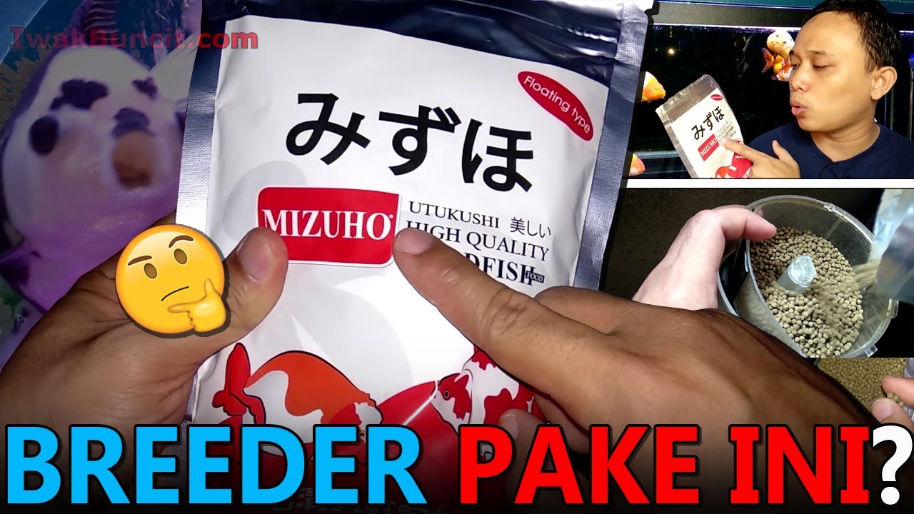MIZUHO: Pakan Pelet Ikan Mas Koki yang Paling Banyak Diminta Reviewnya - Kenapa Seheboh Itu? 🤔