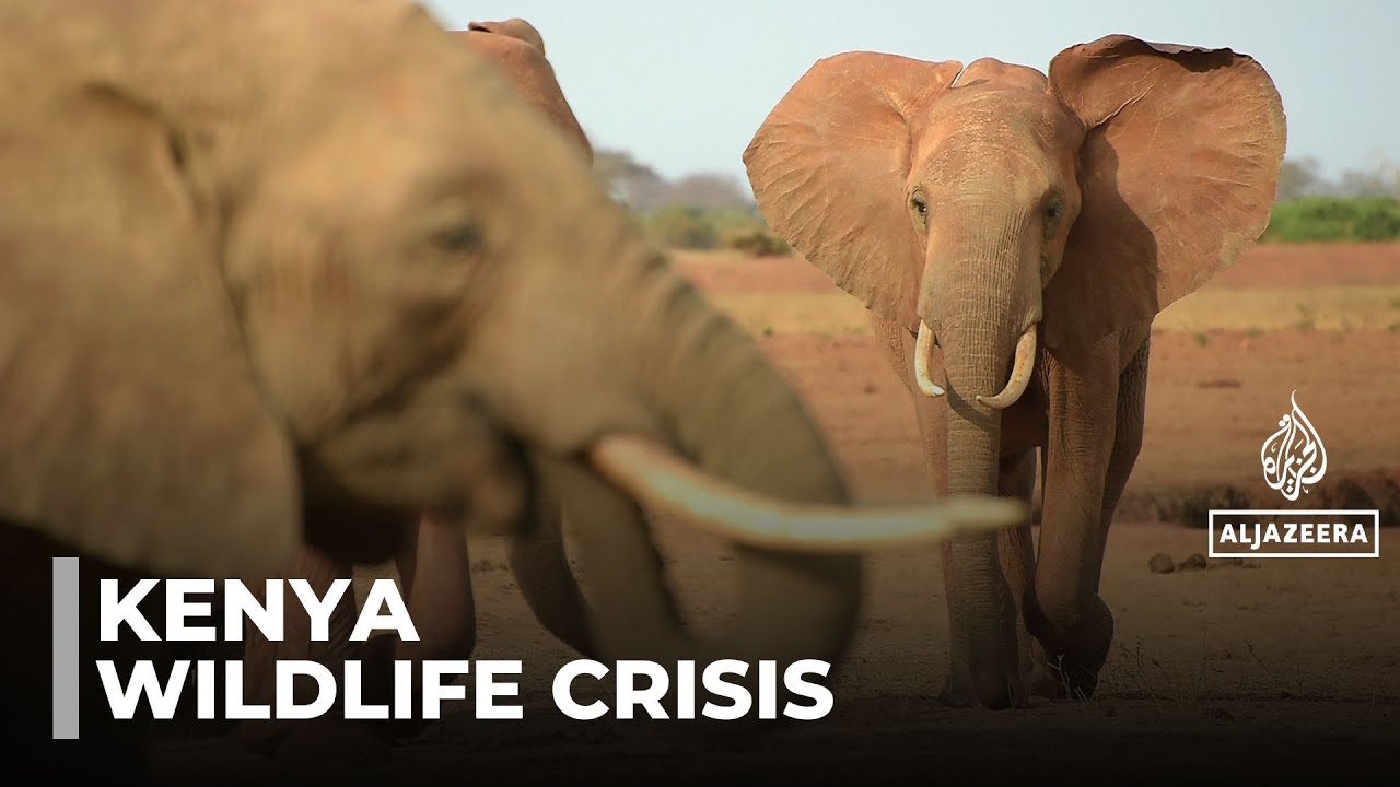 Kenya's elephant wreak havoc: Thousands seek compensation for damages to crops