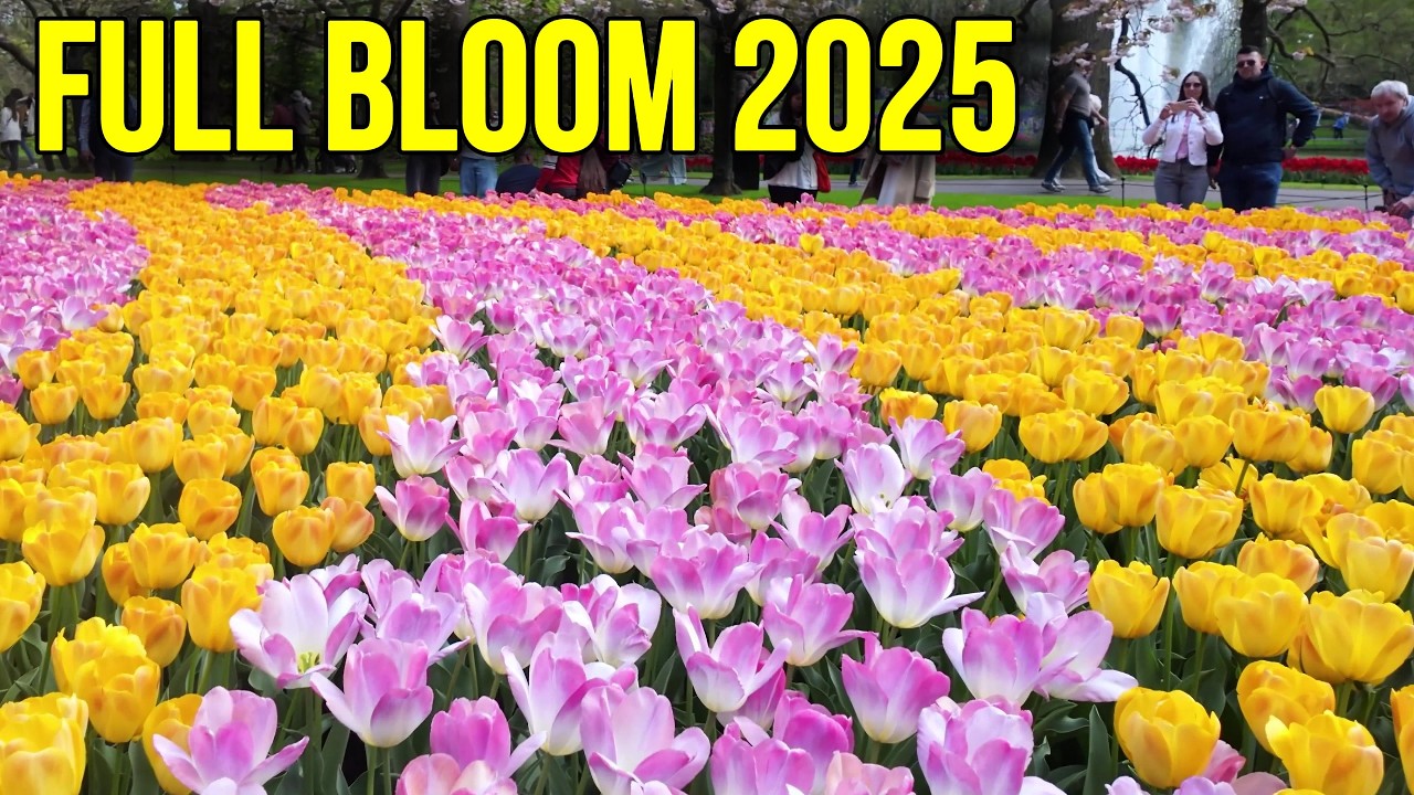 Keukenhof 2025 Recap 🌷 Was This Peak Bloom? Full Garden Walk in 4K