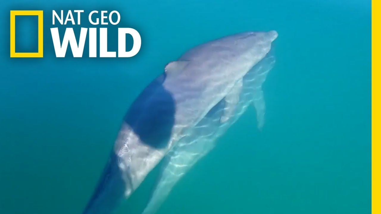 Male Bottlenose Dolphin Friends ‘Hold Hands’ | Nat Geo Wild