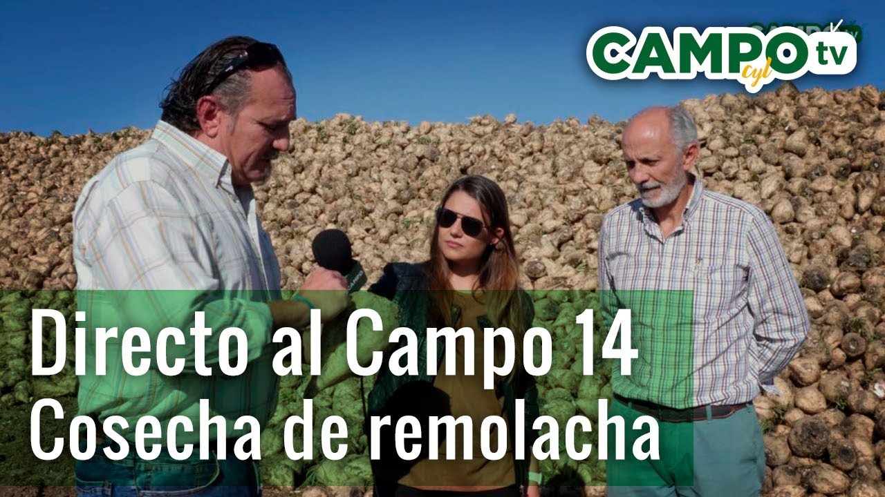 Directo al Campo 14: Cuaderno de cultivo III: Cosecha de la remolacha