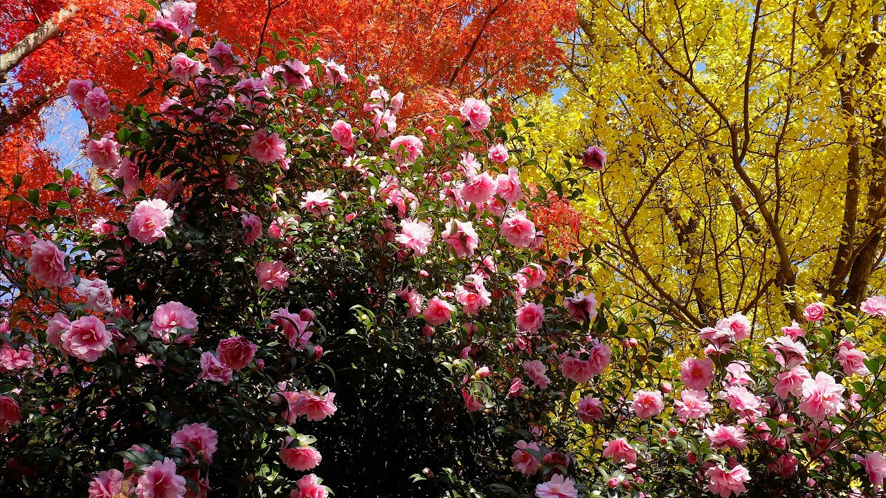 太平山の紅葉　〜2025年11月21日〜
