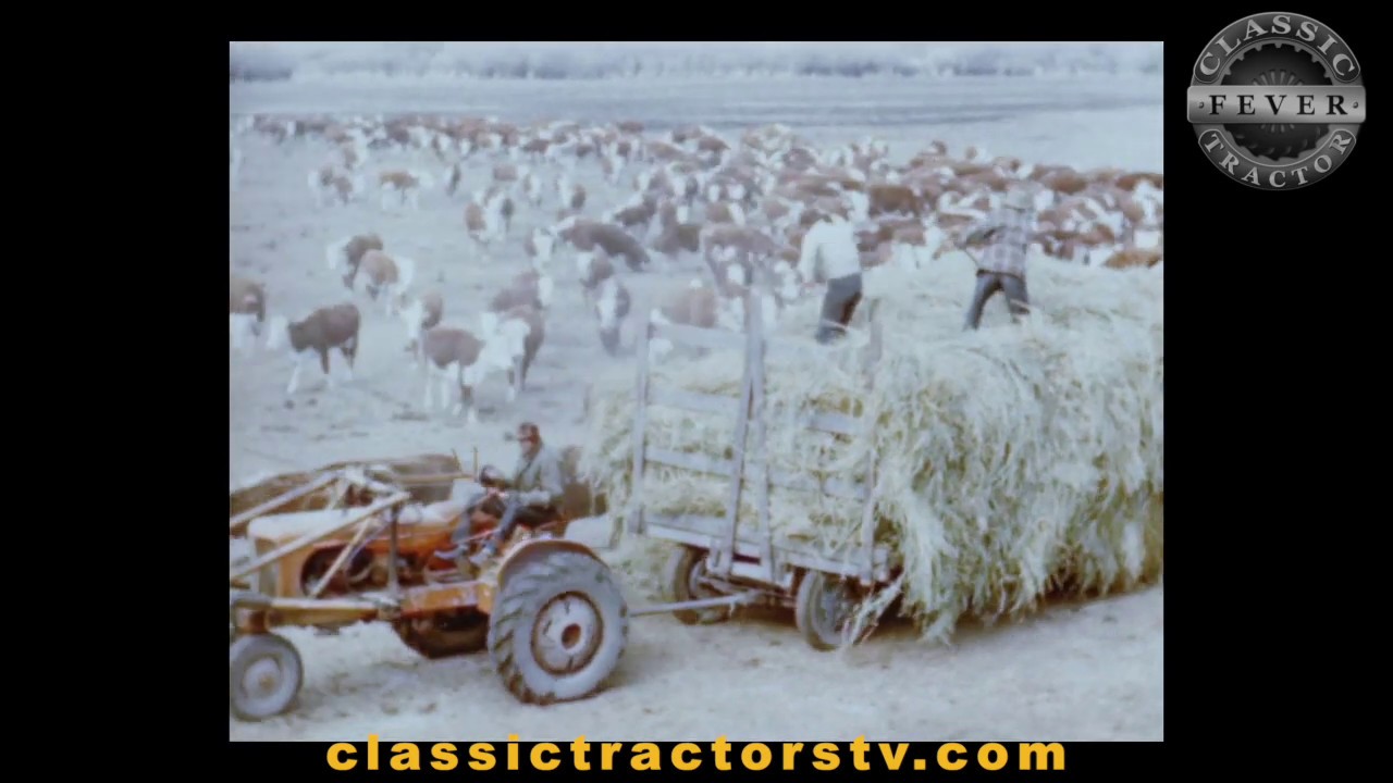 1950s Feeding Cattle In Winter in Paradise Valley, Nevada - Classic Tractor Fever