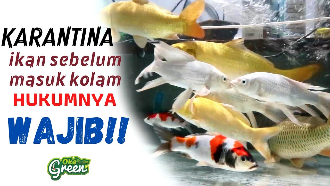 Cara Karantina Ikan Koi Baru Beli Agar Sehat saat masuk Kolam