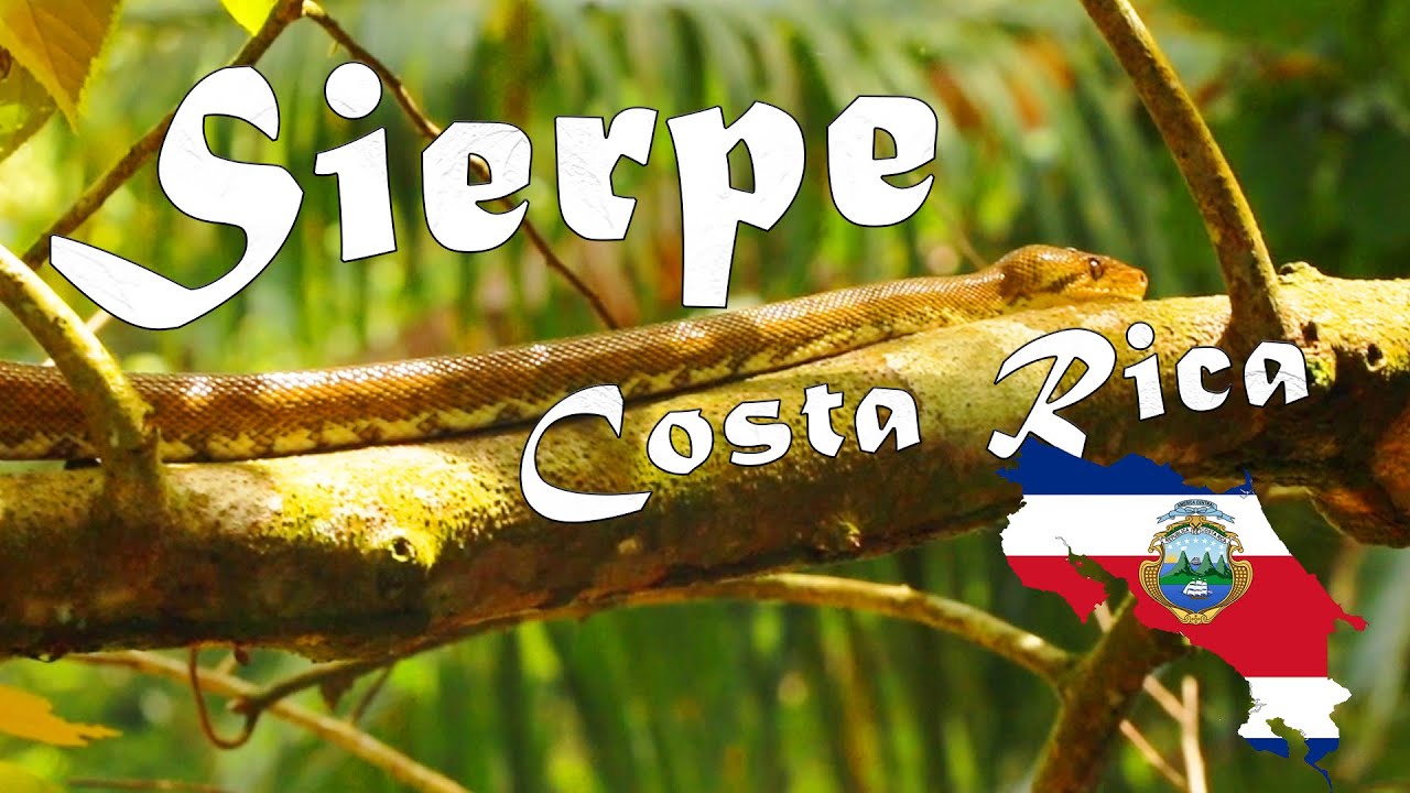 SIERPE, el amazonas de COSTA RICA, manglares, cocodrilos, serpientes y naturaleza sin filtros  -🌿🐊