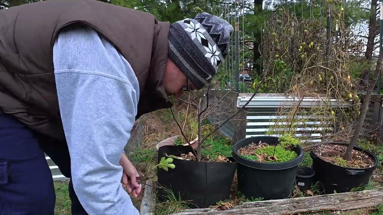 Зимняя обрезка инжира 2025 #gardeningwithbarchuckin #figs