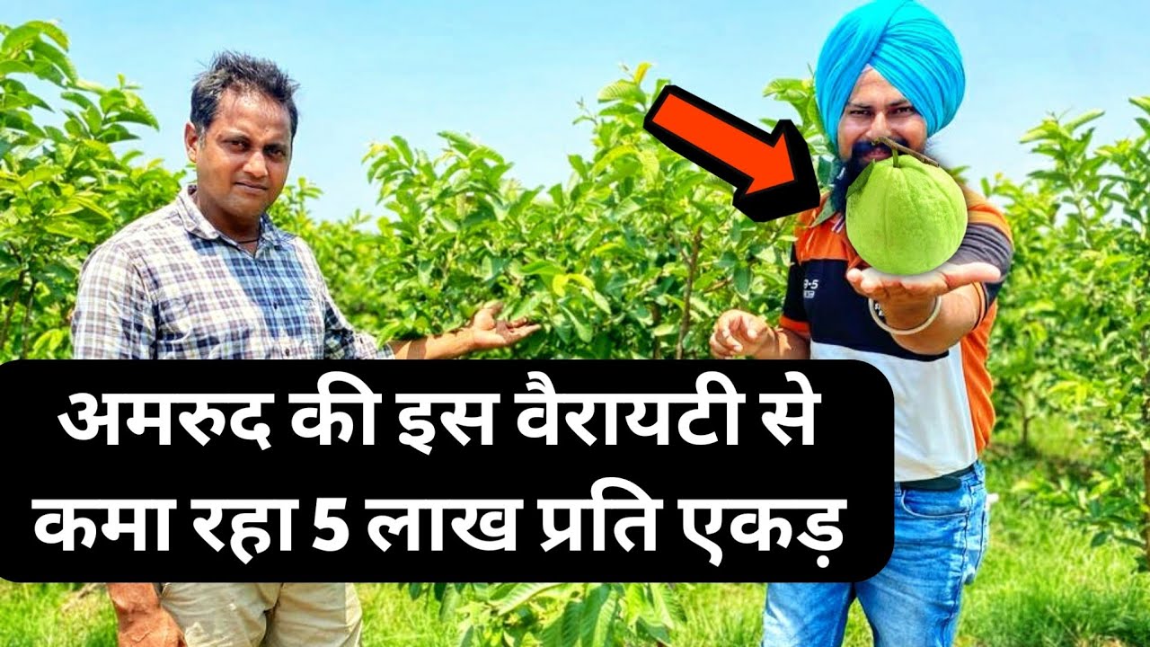 अमरूद की खेती से बनेगा करोड़पति | Taiwan White 20 Guava farming india 7015994965