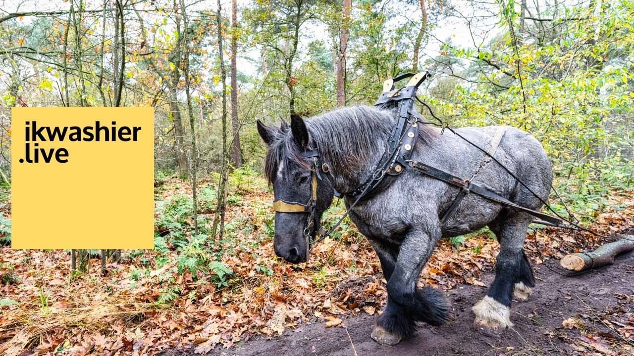 200 bomen slepen met Belgische Trekpaarden en de Trekpaardenvrienden - ikwashier.live Tommel, Baarle