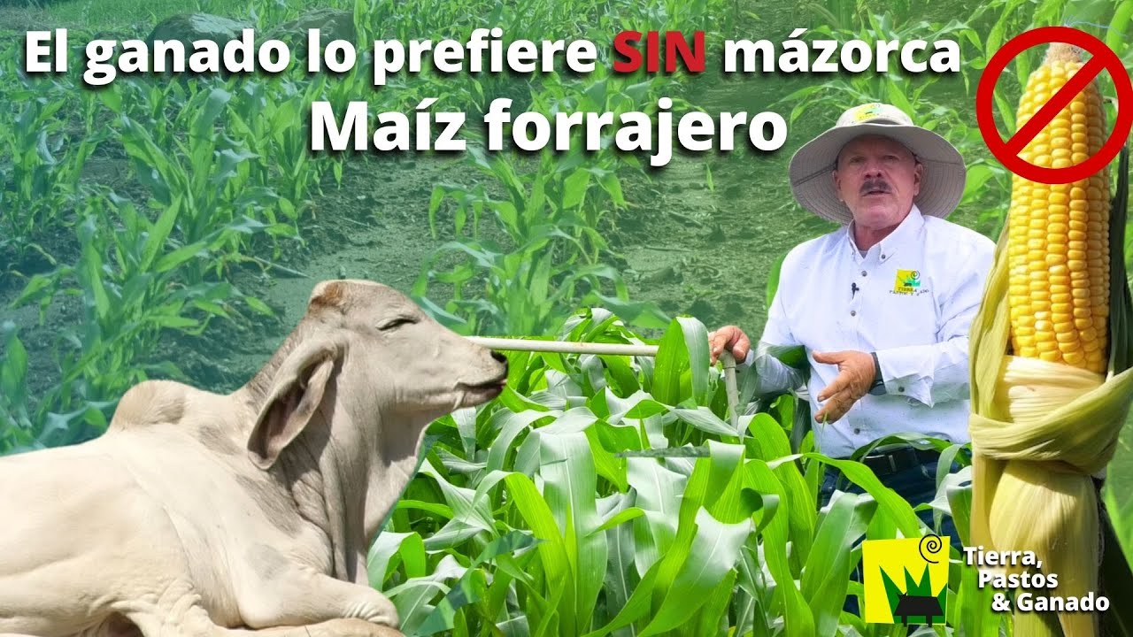 Maíz forrajero SIN MAZORCA para producir MÁS carne y leche