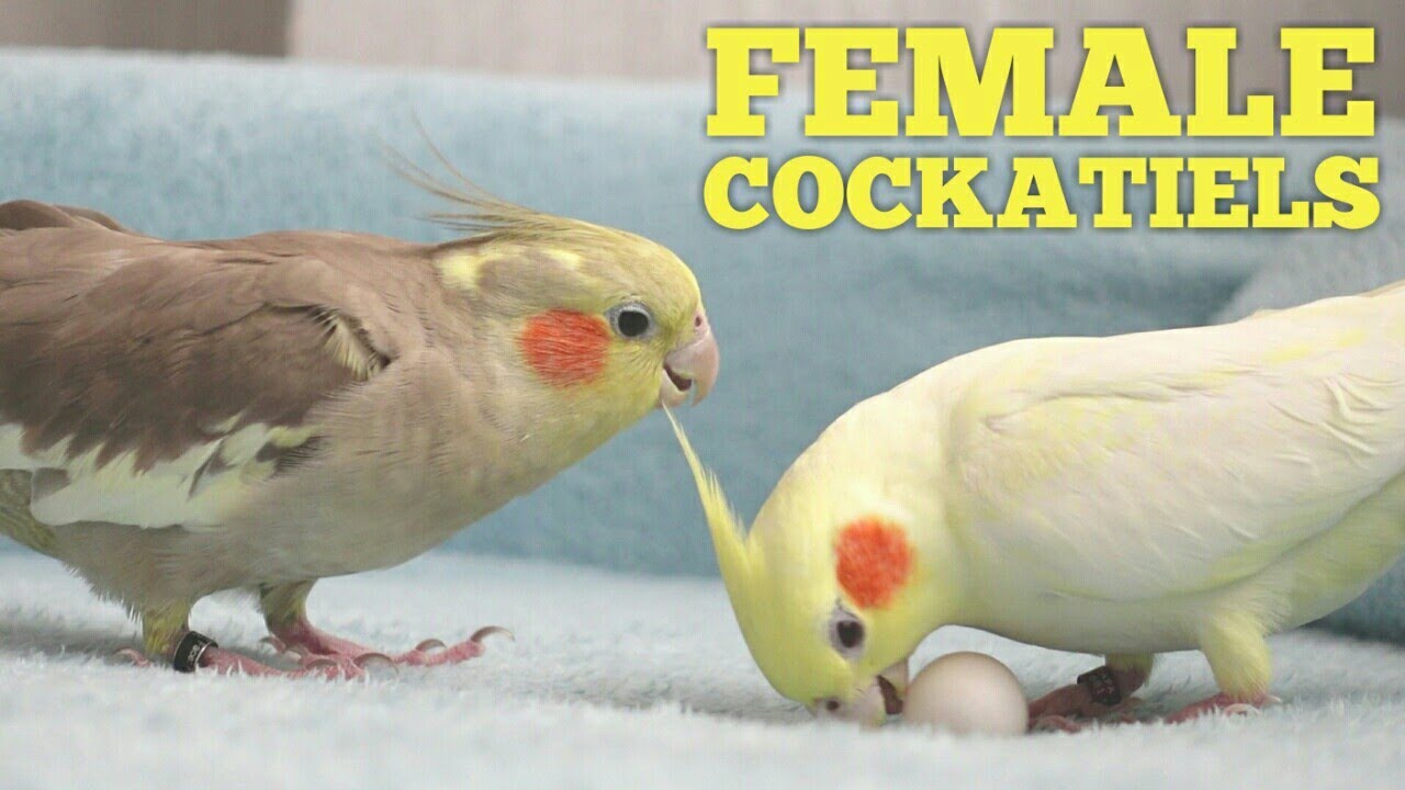 FEMALE COCKATIELS 🤗 Cockatiel Bird | Cockatiel | Parrot