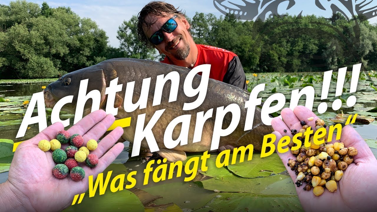 Karpfenangeln am Fluss | Sommerkarpfen | Boilie gegen Partikel im Duell